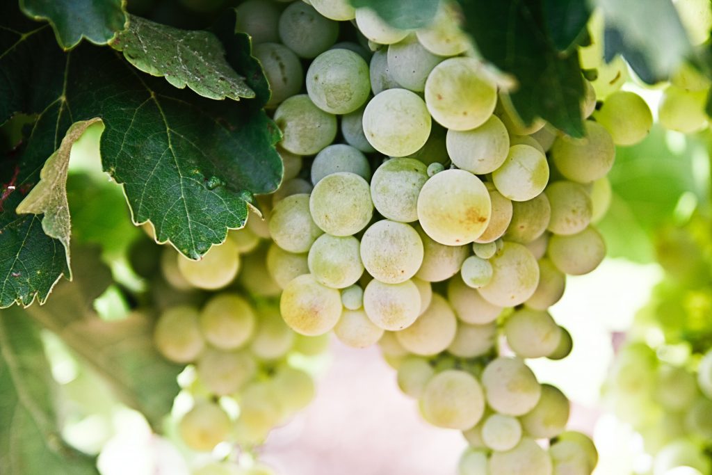 Consorzio del Verdicchio - Vimak